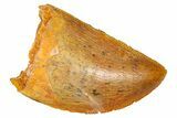 Serrated, Juvenile Carcharodontosaurus Tooth - Morocco #384446-1